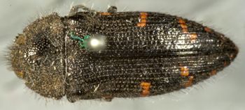 Media type: image;   Entomology 24431 Aspect: habitus dorsal view